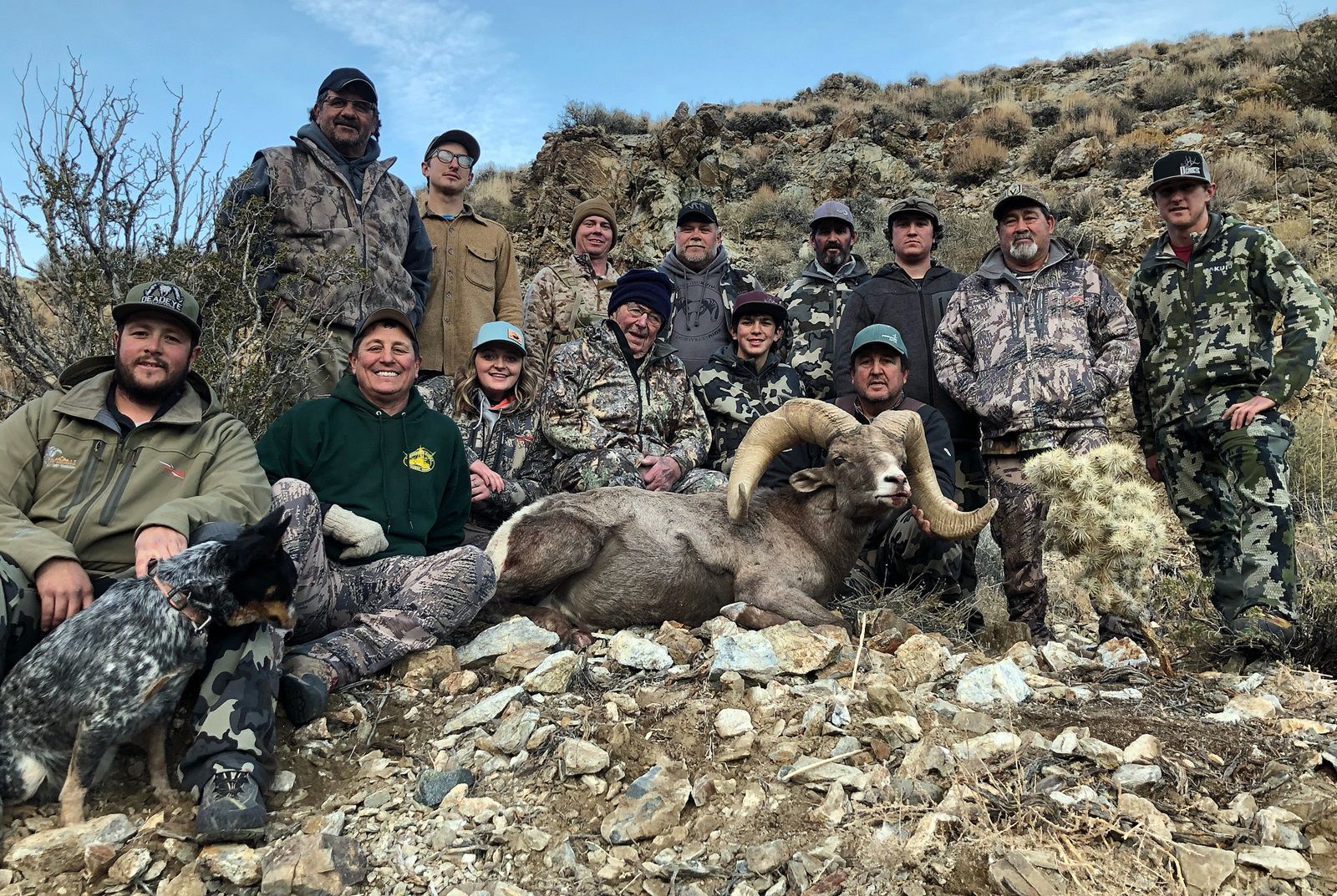 Ricci bighorn